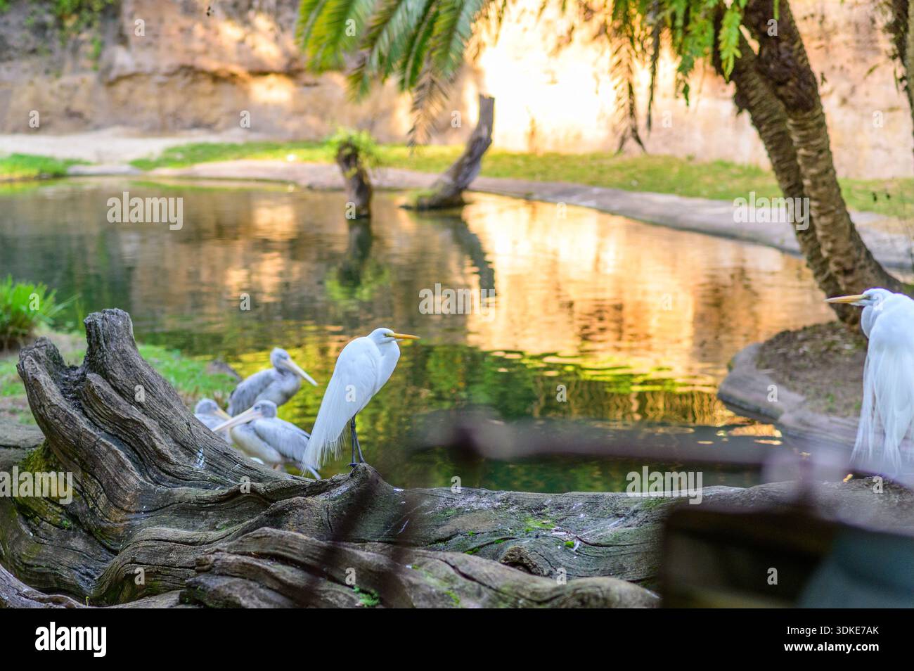Weiße Vögel ruhen in der Nähe eines Teichs in einem tropischen Lebensraum im Disney's Animal Kingdom, Orlando, Florida. Stockfoto