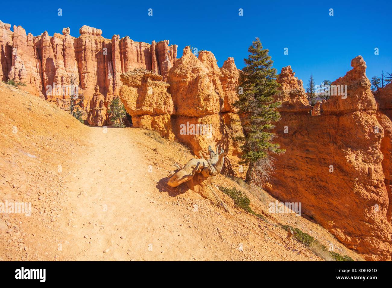 Der sandige Wanderweg schlängelt sich zwischen den geformten Hoodoo-Formationen im Bryce Canyon National Park, Utah. Stockfoto