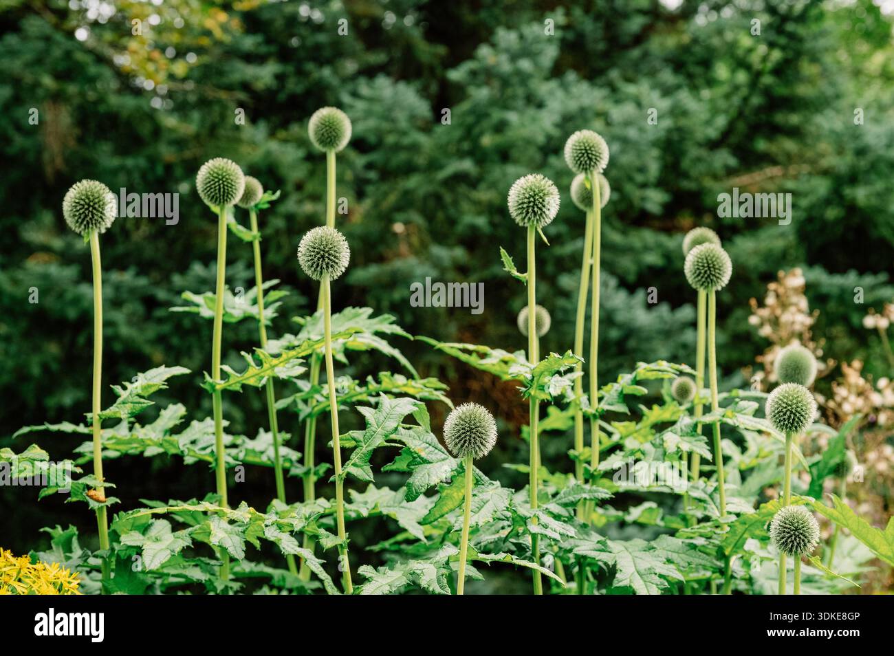 Echinops bannaticus im Akureyri Botanical Garden in Island Stockfoto
