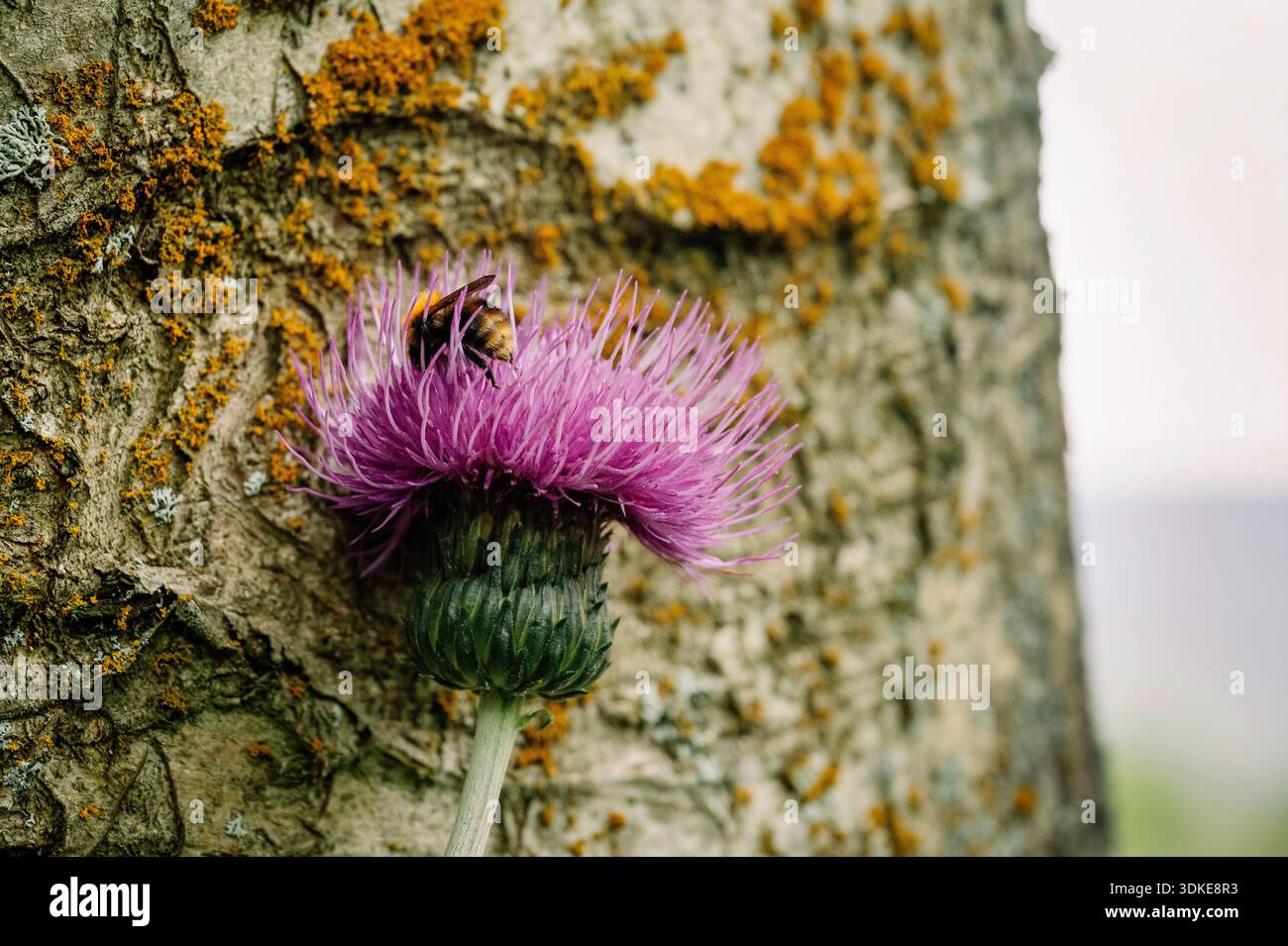 Eine Hummel auf einer Distel, im Akureyri Botanical Garden in Island Stockfoto