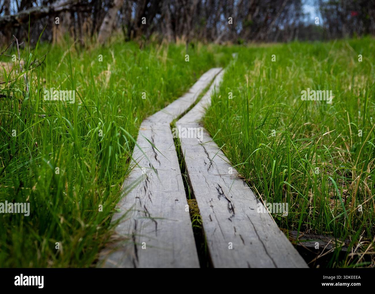 Nahaufnahme der schmalen Holzdielen auf nassem, sumpfigem Boden auf dem Kungsleden Trail in Schwedisch-Lappland. Grünes Gras umgibt verwitterte Bretter Stockfoto