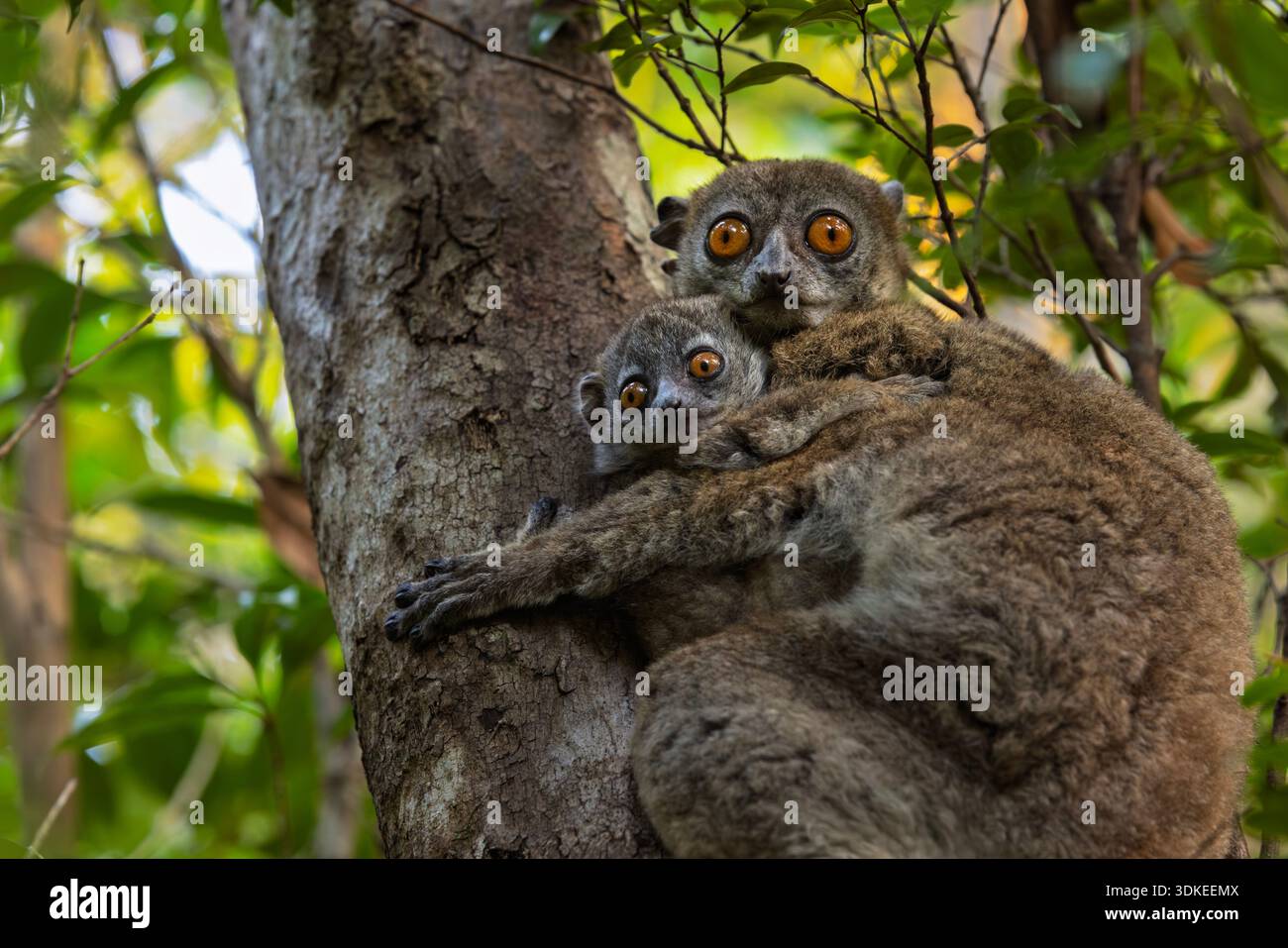 Eine sportliche Lemurenmutter und ein Baby sitzen auf einem Baum im Schutzgebiet Andrafiamena Andavakoera auf Madagaskar. Stockfoto
