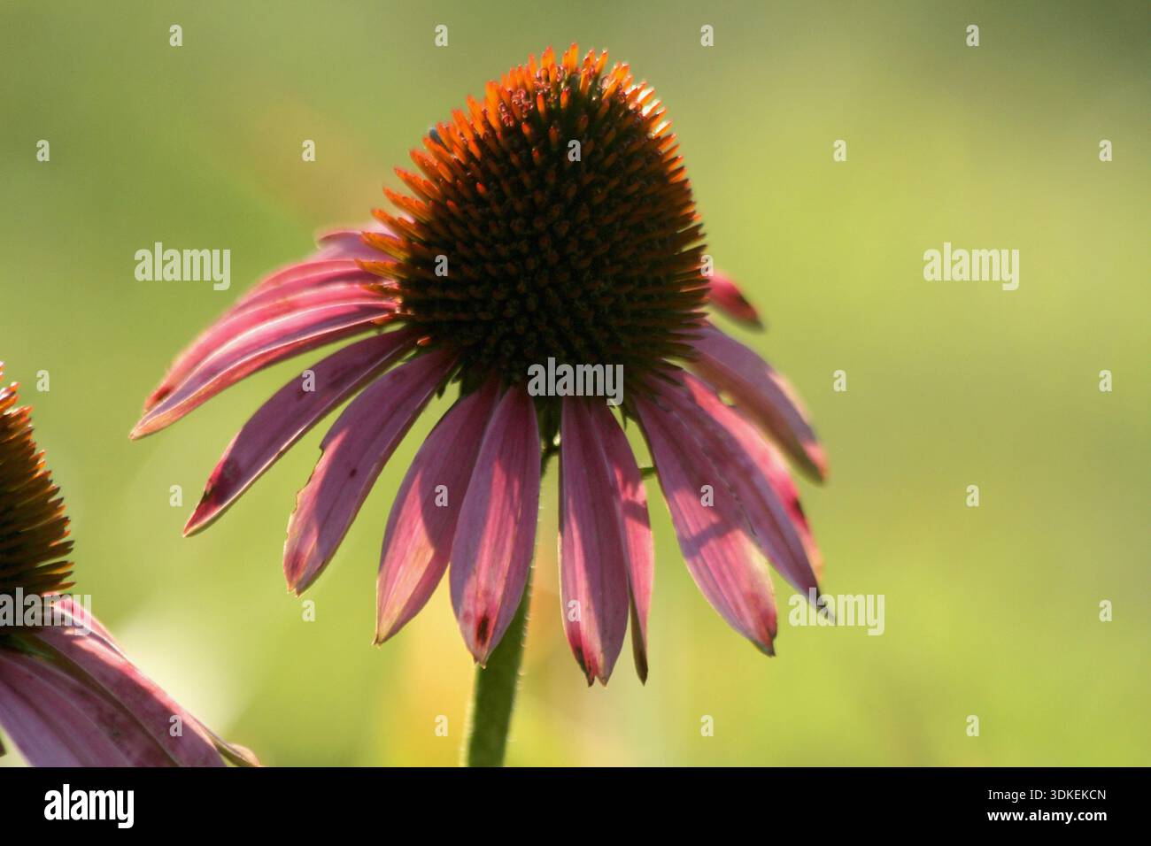 Echinacea purpurea in Blüte Stockfoto