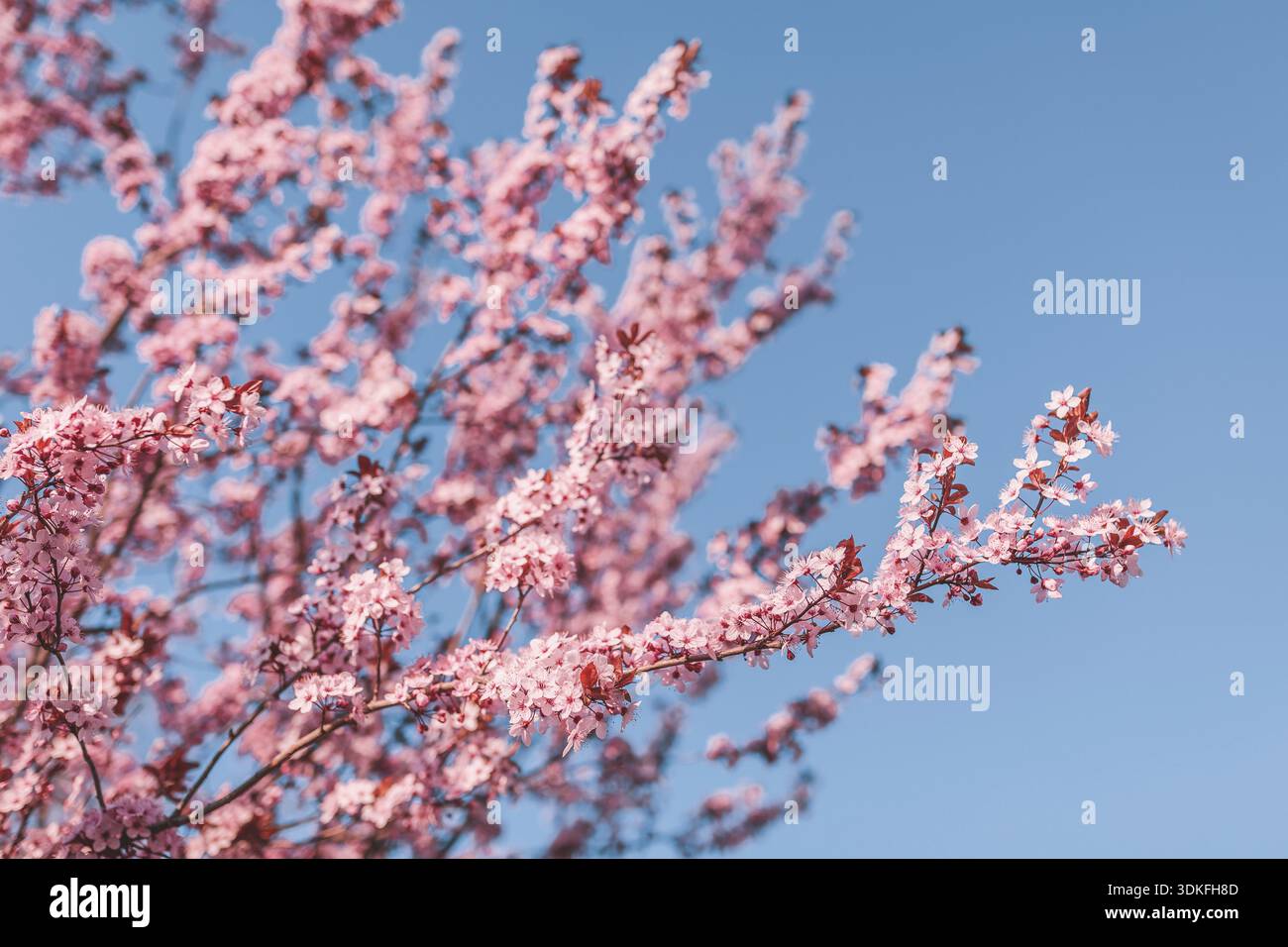 Rosa Mandelblüte in Wien in Spirngtime Stockfoto