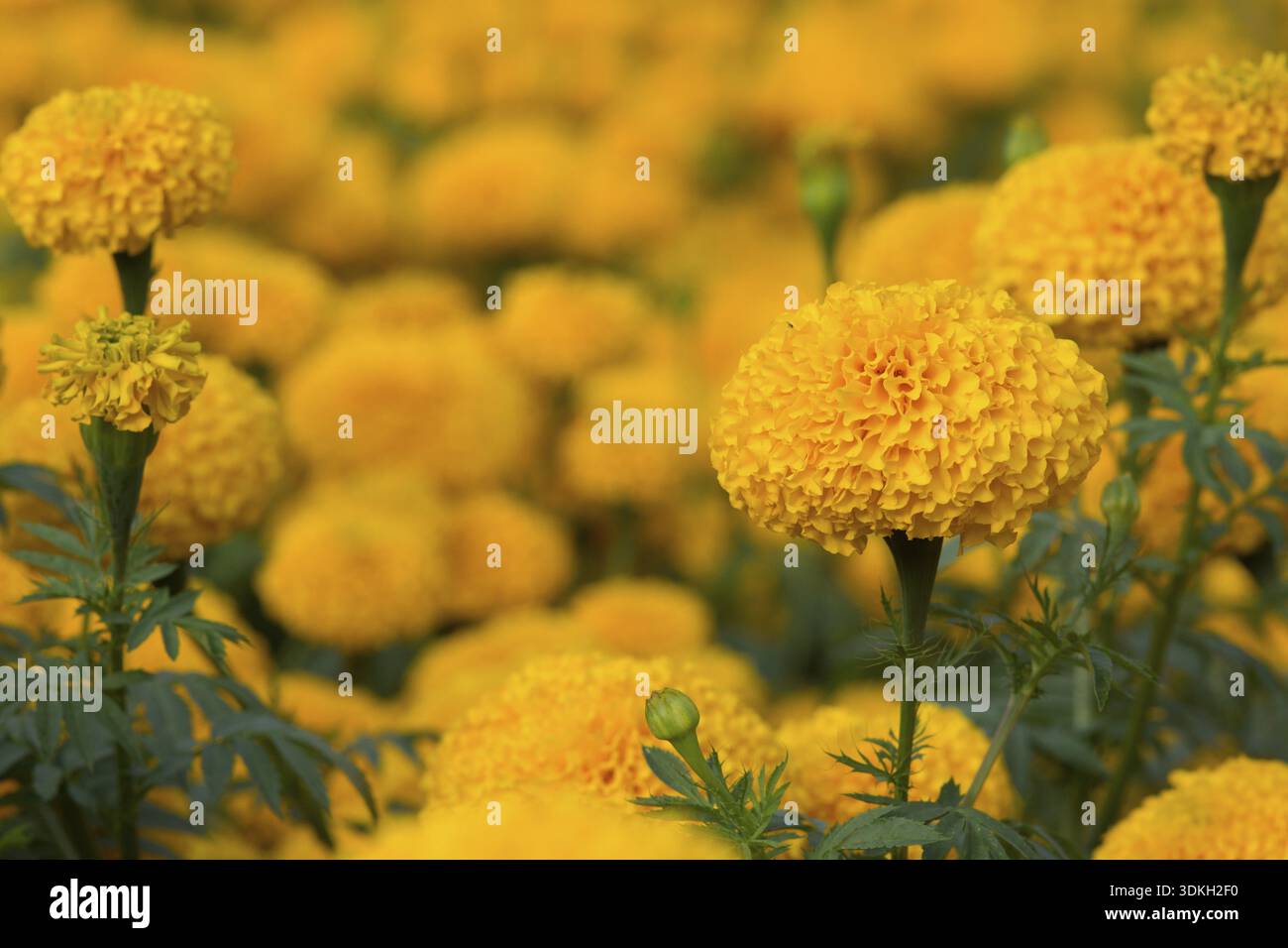 Orange Tagetes Blumenfelder, selektiven Fokus Stockfoto
