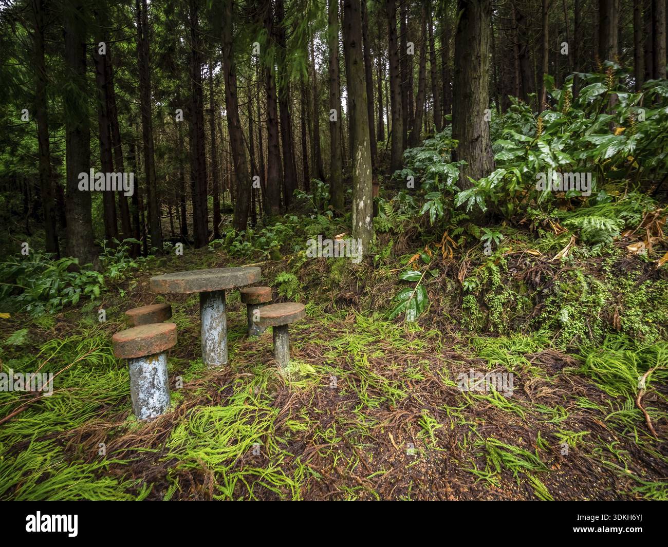 Kleinen Picknick-Tisch in einem Wald auf der Seite ein Bergweg auf den Azoren, Portugal Stockfoto