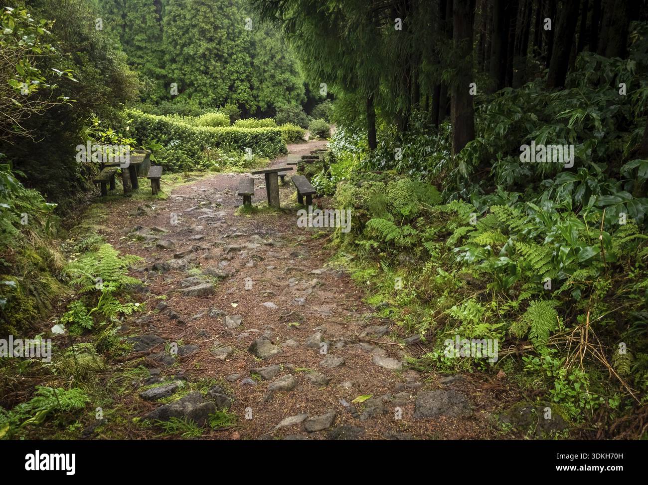 Kleinen Picknick-Tisch in einem Wald auf der Seite ein Bergweg auf den Azoren, Portugal Stockfoto