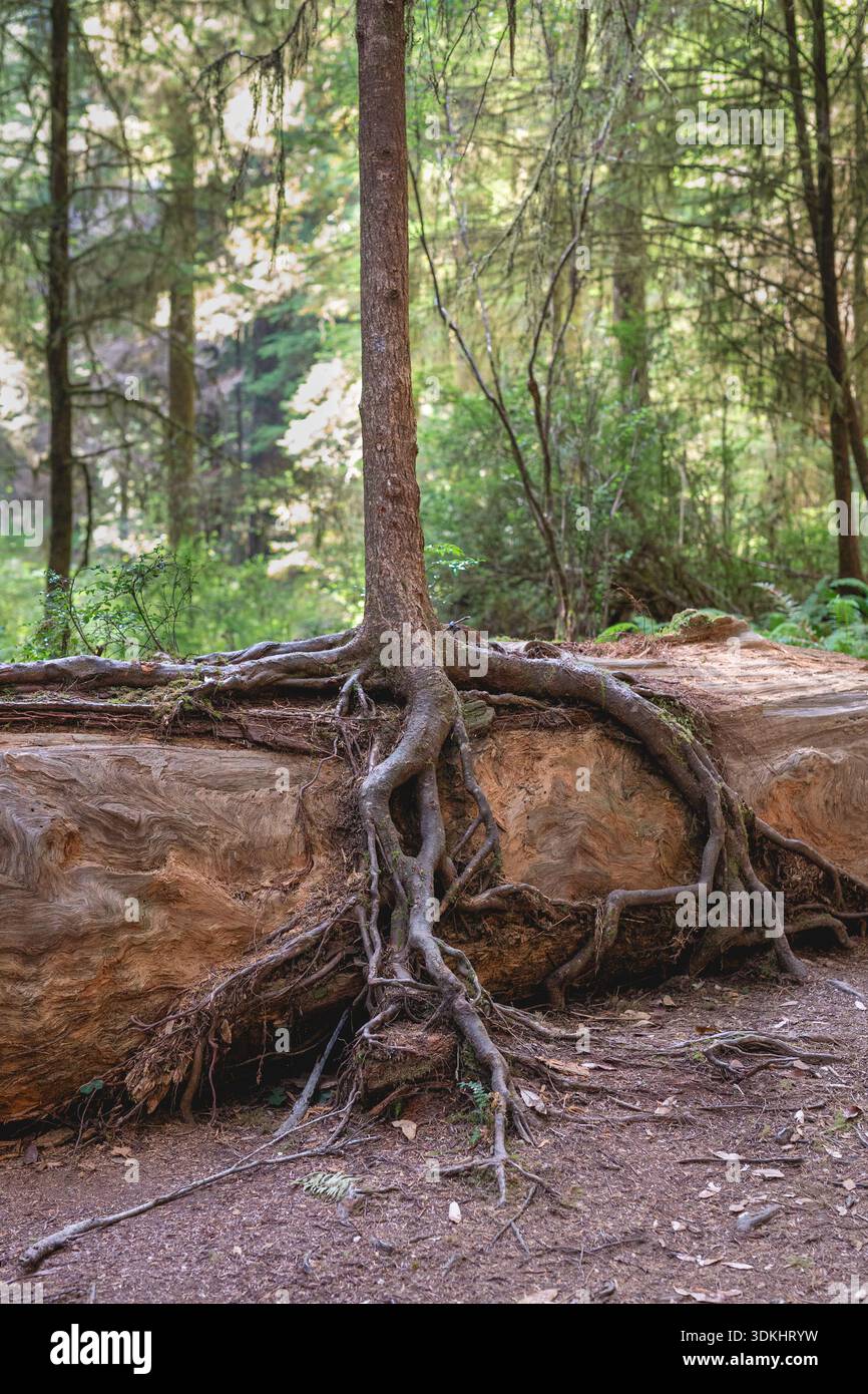 Die Natur findet einen Weg, Bäume und Wurzeln wachsen über den Log, Redwood National und State Parks, Kalifornien, USA Stockfoto