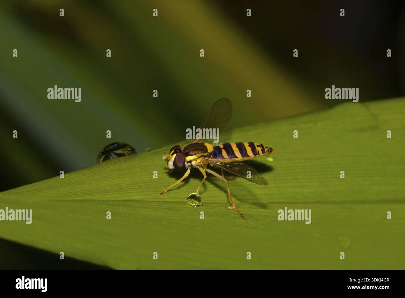 hoverfly Sphaerophoria scripta, Filderstadt, Deutschland Stockfoto