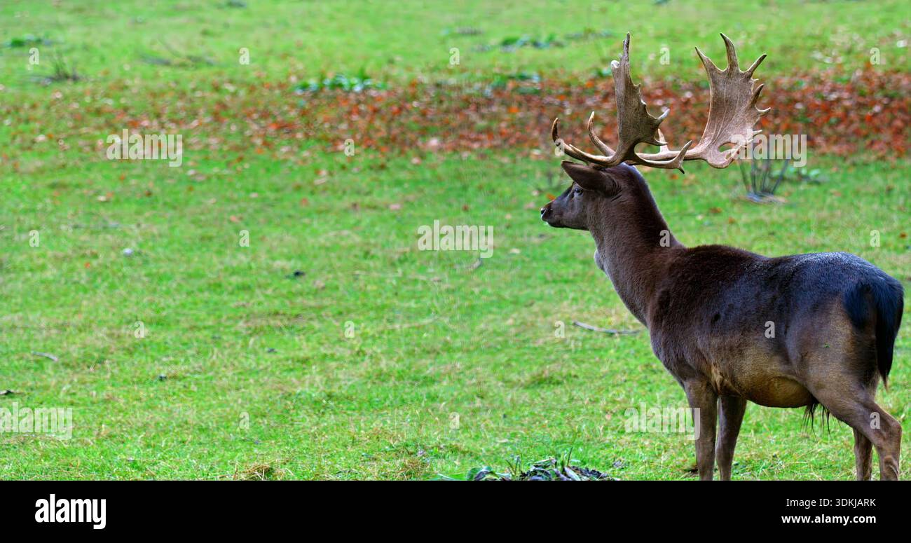 Anmutiger Hirsch Mit Beeindruckenden Geweihen, Wildlife Scene, Die Einsame Hirsche In Meadow At Dawn Einfängt Stockfoto