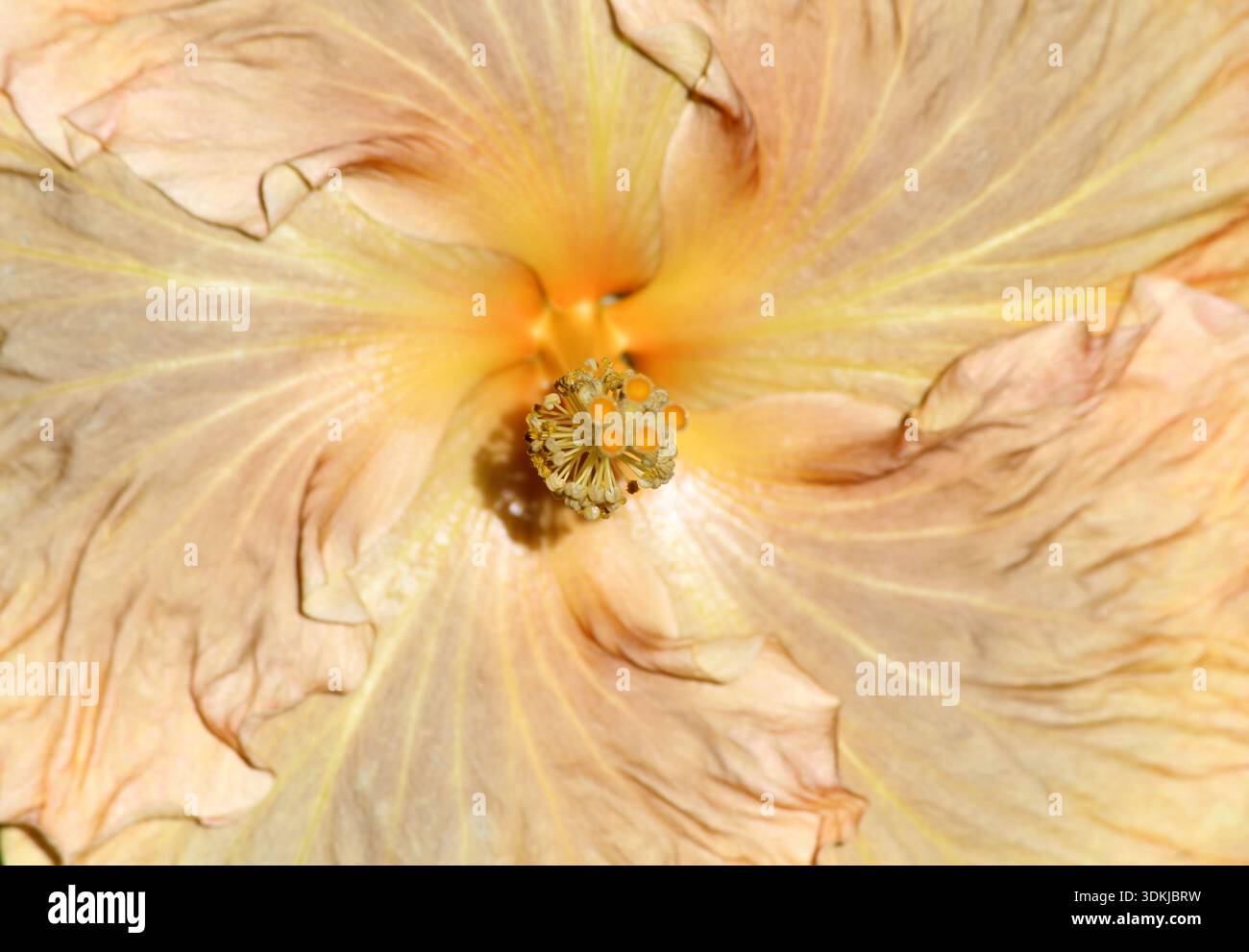 Nahaufnahme einer pfirsichfarbenen Blume auf einer Hibiskuspflanze in einem tropischen Garten Stockfoto