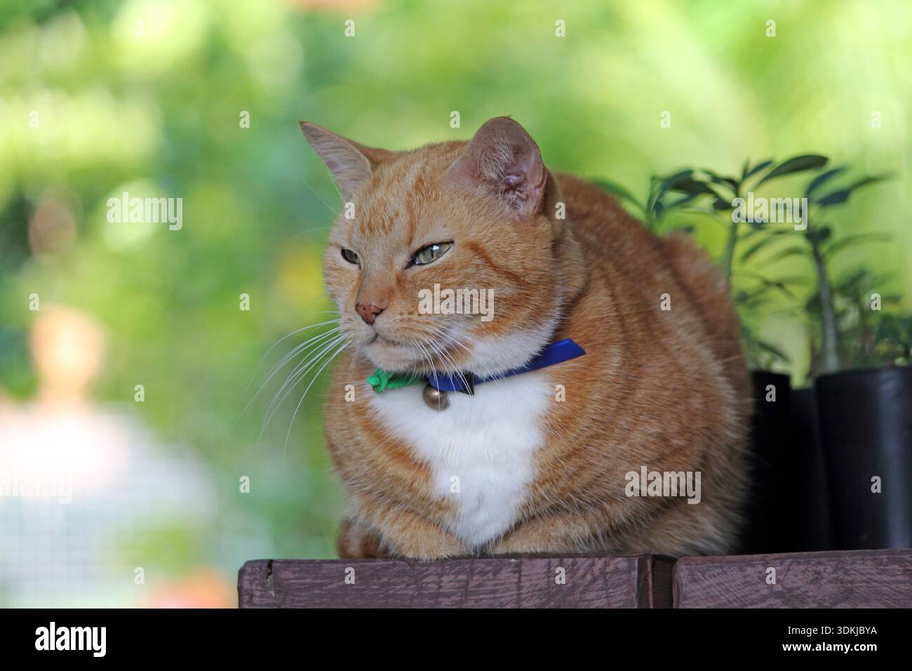 Ingwerorange und weiße Tabbykatze, die auf einem Holztisch neben Topfpflanzen sitzt Stockfoto