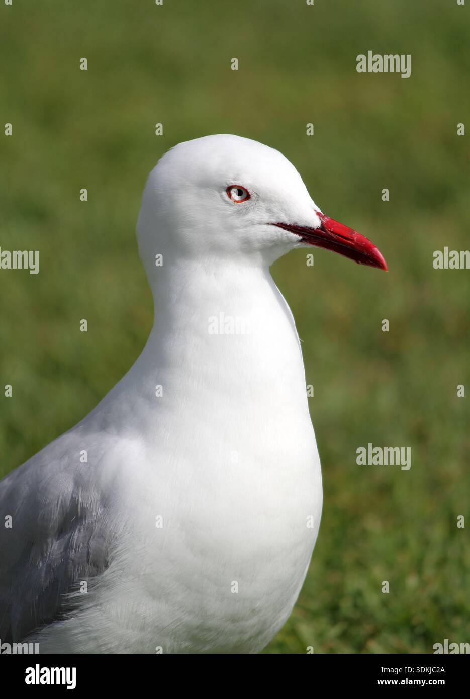 Nahaufnahme Porträt eines SilberMöwenvogels mit grünem Grashintergrund Stockfoto