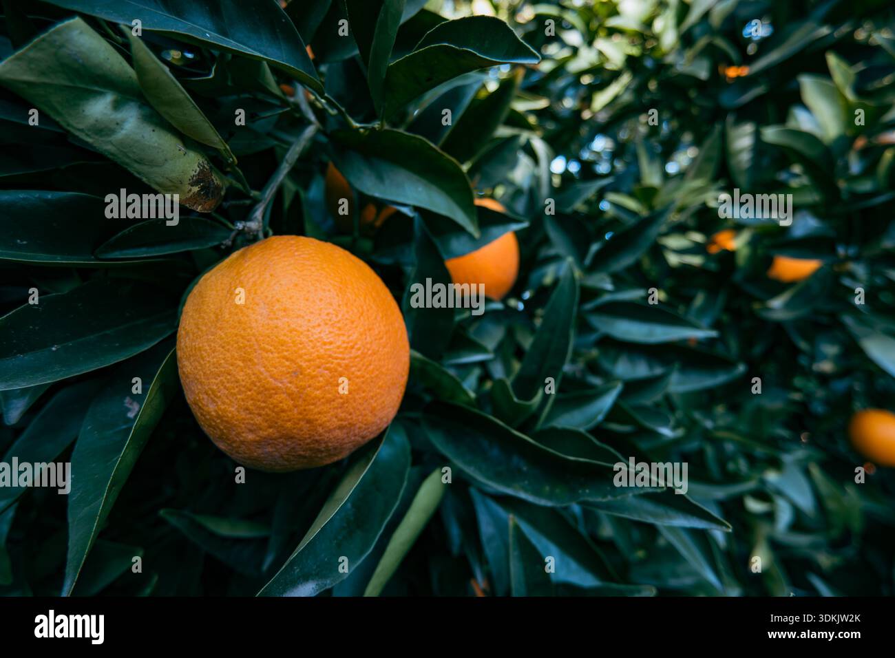 Reifes Orange hängt zwischen üppig grünen Blättern in einem schattigen Hain Stockfoto