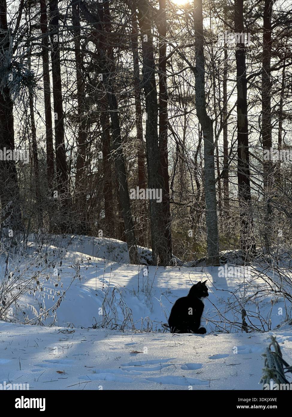 Eine schwarze Katze, die ruhig in einem verschneiten Winterwald sitzt, umgeben von eisigen Ästen und hohen Bäumen. Sanftes Sonnenlicht filtert durch den Wald, Creati Stockfoto