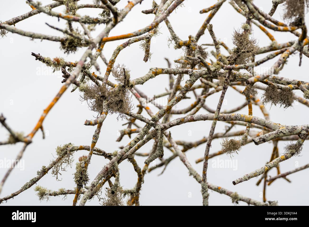 Detaillierte Ansicht der hängenden grauen und blassgrünen Fruchtflechte auf Ästen, Isabela Island, Galapagos Islands, Ecuador Stockfoto