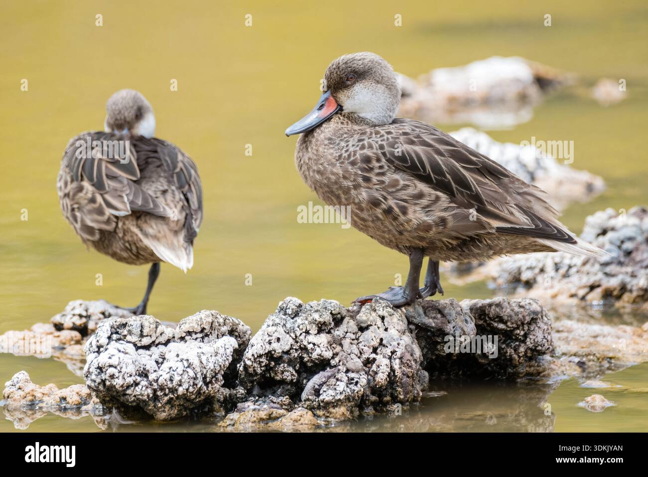 Weißwangenschwanz, Anas bahamensis, Lagune, Teich, Isabela Island, Galapagosinseln, Ecuador Stockfoto