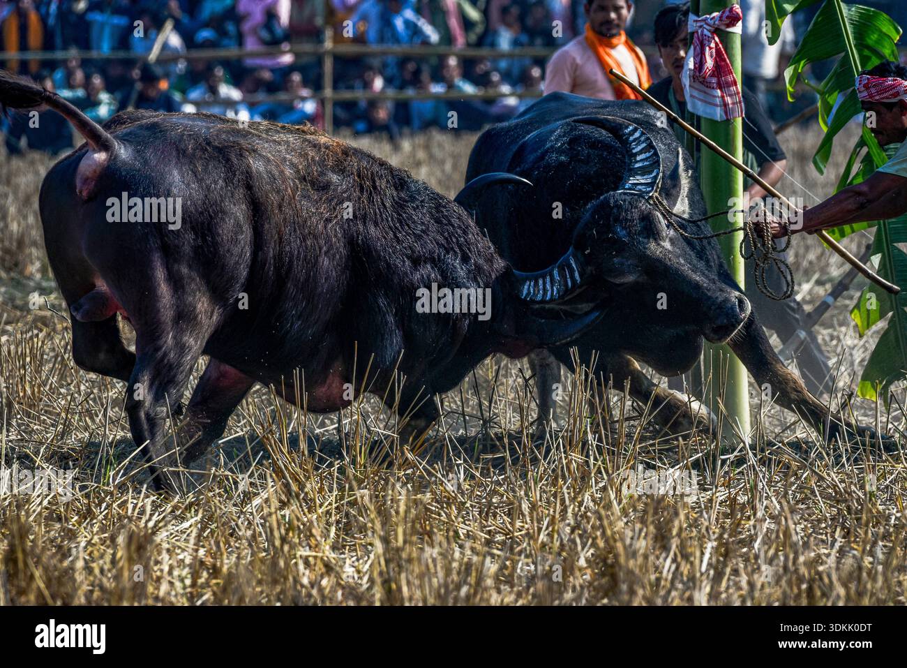 Besitzer stehen in der Nähe, während ein Paar Büffel Hörner während eines traditionellen Büffelkampfes im Dorf Boidylliabori in Morigaon, Indien, am 15. Januar 2026 sperren. Der örtlich als Moh-Juj bekannte Wettbewerb ist eine ländliche Sportart, die während der Magh Bihu-Feierlichkeiten nach der Ernte auf offenen Feldern und Feuchtgebieten ausgetragen wird. Der Wettbewerb beruht auf der Stärke und dem Instinkt der Tiere und beinhaltet weder Waffen noch direkte menschliche Eingriffe. (Foto: Hafiz Ahmed/Middle East Images/StringersHub/SIPA USA) Stockfoto