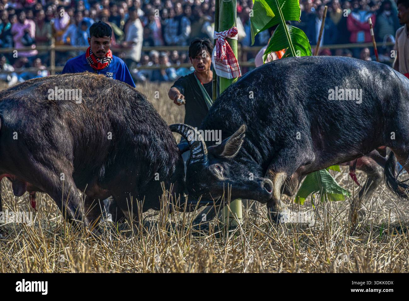 Besitzer stehen in der Nähe, während ein Paar Büffel Hörner während eines traditionellen Büffelkampfes im Dorf Boidylliabori in Morigaon, Indien, am 15. Januar 2026 sperren. Der örtlich als Moh-Juj bekannte Wettbewerb ist eine ländliche Sportart, die während der Magh Bihu-Feierlichkeiten nach der Ernte auf offenen Feldern und Feuchtgebieten ausgetragen wird. Der Wettbewerb beruht auf der Stärke und dem Instinkt der Tiere und beinhaltet weder Waffen noch direkte menschliche Eingriffe. (Foto: Hafiz Ahmed/Middle East Images/StringersHub/SIPA USA) Stockfoto