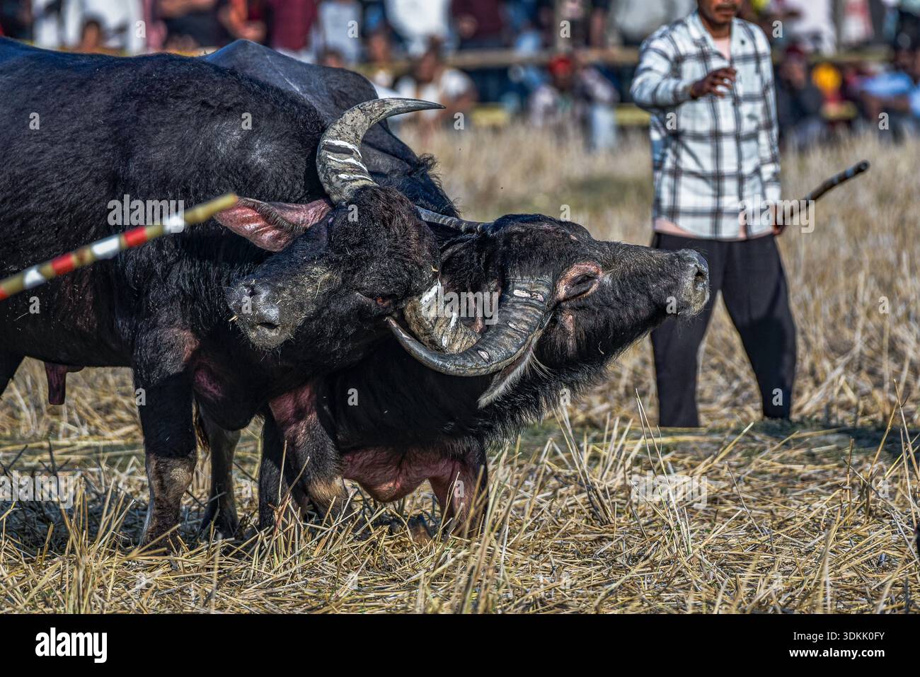 Ein Paar Büffel verriegelt Hörner während eines traditionellen Büffelkampfes im Dorf Boidylliabori in Morigaon, Indien, am 15. Januar 2026. Der örtlich als Moh-Juj bekannte Wettbewerb ist eine ländliche Sportart, die während der Magh Bihu-Feierlichkeiten nach der Ernte auf offenen Feldern und Feuchtgebieten ausgetragen wird. Der Wettbewerb beruht auf der Stärke und dem Instinkt der Tiere und beinhaltet weder Waffen noch direkte menschliche Eingriffe. (Foto: Hafiz Ahmed/Middle East Images/StringersHub/SIPA USA) Stockfoto