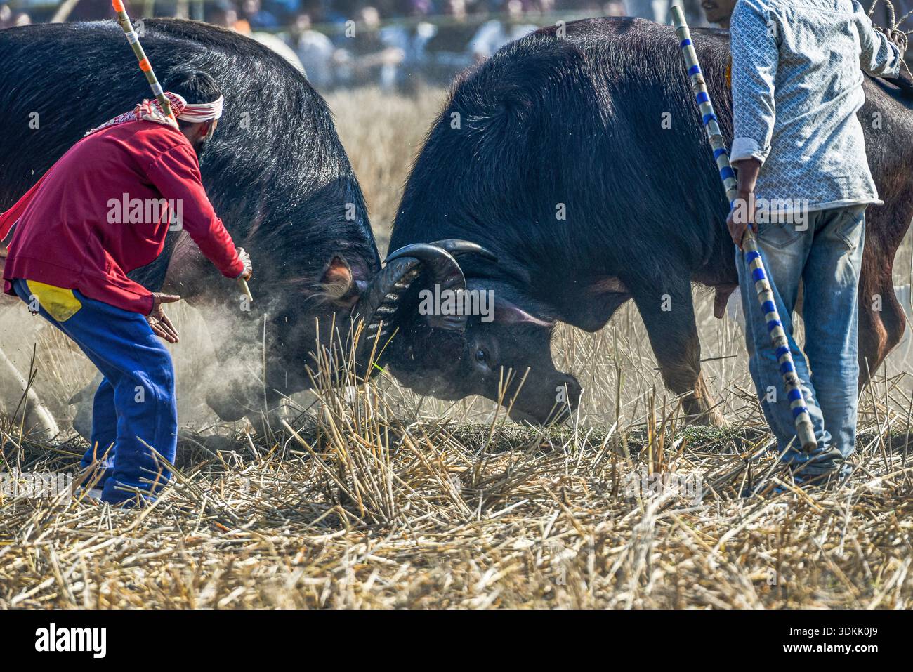 Besitzer stehen in der Nähe, während ein Paar Büffel Hörner während eines traditionellen Büffelkampfes im Dorf Boidylliabori in Morigaon, Indien, am 15. Januar 2026 sperren. Der örtlich als Moh-Juj bekannte Wettbewerb ist eine ländliche Sportart, die während der Magh Bihu-Feierlichkeiten nach der Ernte auf offenen Feldern und Feuchtgebieten ausgetragen wird. Der Wettbewerb beruht auf der Stärke und dem Instinkt der Tiere und beinhaltet weder Waffen noch direkte menschliche Eingriffe. (Foto: Hafiz Ahmed/Middle East Images/StringersHub/SIPA USA) Stockfoto