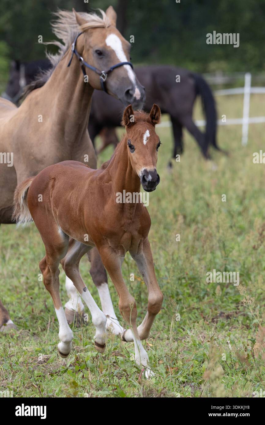 27.07.2025, Berlin, DE - Stute und Fohlen im Galopp auf einer Weide. Pferd, Fohlen, Warmblut, Warmblutfohlen, Weide, Koppel, Gangart, Galopp, galoppieren, Haltung, Pferdehaltung, Zucht, Pferdezucht, Warmblutzucht, Jahreszeit, Sommer, halfterlos, ohne Halfter, Stute, Warmblutstute 250727D117BERLIN.JPG *** 27 07 2025, Berlin, GER Stute und Fohlen galoppierend auf einem Weidepferd, Fohlen, Warmblut, Warmblut Fohlen, Weide, Paddock, Gang, Galopp, Galoppieren, Halten, Pferdehaltung, Zucht, Pferdezucht, Warmblutzucht, Saison, Sommer, halterlos, ohne Halter, Stute, Warmblutstute 250727D117BERL Stockfoto