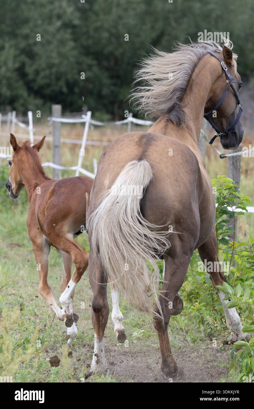 27.07.2025, Berlin, DE - Stute und Fohlen im Galopp auf einer Weide. Pferd, Fohlen, Warmblut, Warmblutfohlen, Weide, Koppel, Gangart, Galopp, galoppieren, Haltung, Pferdehaltung, Zucht, Pferdezucht, Warmblutzucht, Jahreszeit, Sommer, Rueckansicht, Stute, Warmblutstute 250727D125BERLIN.JPG *** 27 07 2025, Berlin, GER Stute und Fohlen galoppierend auf einer Weide Pferd, Fohlen, Warmblut, Warmblut Fohlen, Weide, Paddock, Gang, Galopp, Galoppieren, Halten, Pferdehaltung, Zucht, Pferdezucht, Warmblutzucht, Saison, Sommer, Rückansicht, Stute, Warmblutstute 250727D125BERLIN JPG Stockfoto