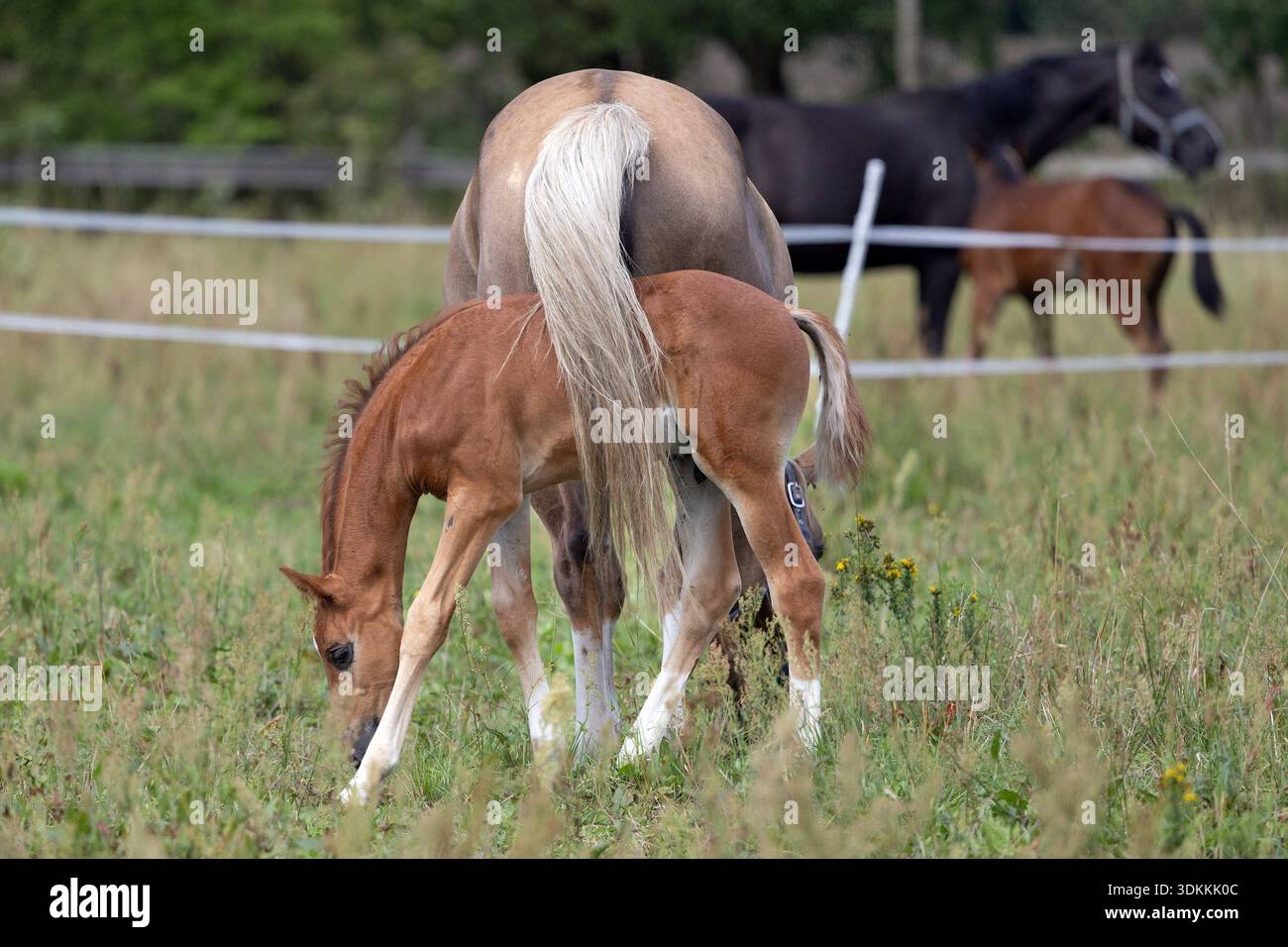 27.07.2025, Berlin, DE - Stute und Fohlen auf einer Fetten Weide. Pferd, Fohlen, Warmblut, Warmblutfohlen, Weide, Koppel, fressen, Nahrungsaufnahme, Haltung, Pferdehaltung, Zucht, Pferdezucht, Warmblutzucht, Jahreszeit, Sommer, Stute, Warmblutstute, Schweif, Schutz, Fliegenschutz 250727D127BERLIN.JPG *** 27 07 2025, Berlin, GER Stute und Fohlen auf einer fetten Weide Pferd, Fohlen, Warmblut, Warmblutfohlen, Weide, Paddock, Essen, Nahrungsaufnahme, Haltung, Pferdehaltung, Zucht, Pferdezucht, Warmblutzucht, Saison, Sommer, stute, Warmblutstute, Schwanz, Schutz, Fliegenschutz 250727D127BERLIN J Stockfoto