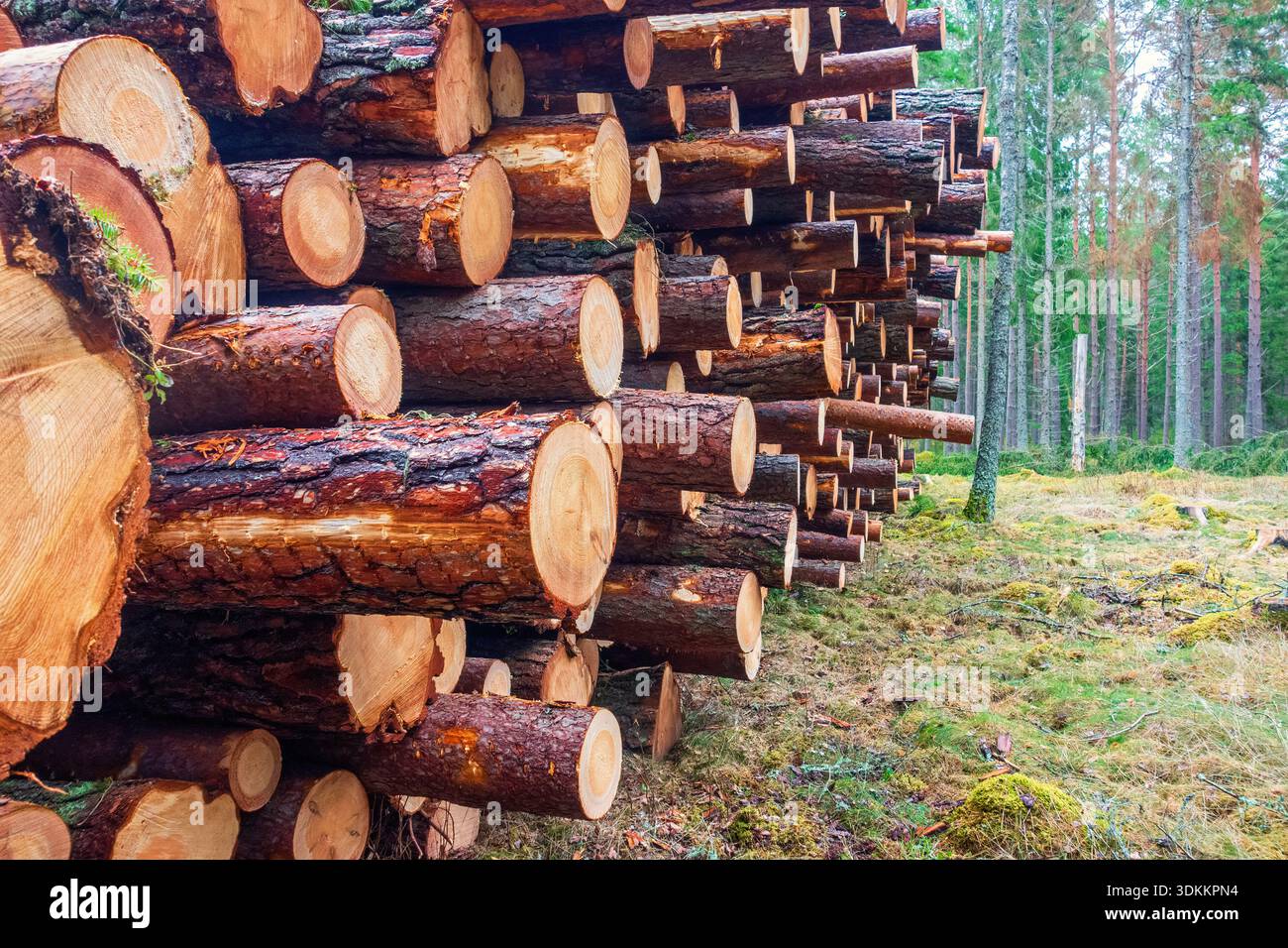 Gestapelte Holzstämme in einem Wald Stockfoto