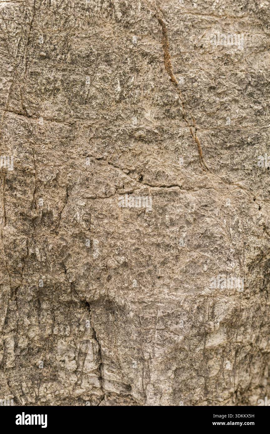 Die Oberfläche eines großen Felsens weist verschiedene Strukturen und Muster auf. Es befindet sich in einem felsigen Bereich und wird von Tageslicht beleuchtet. Die Details sind hochgradig Stockfoto