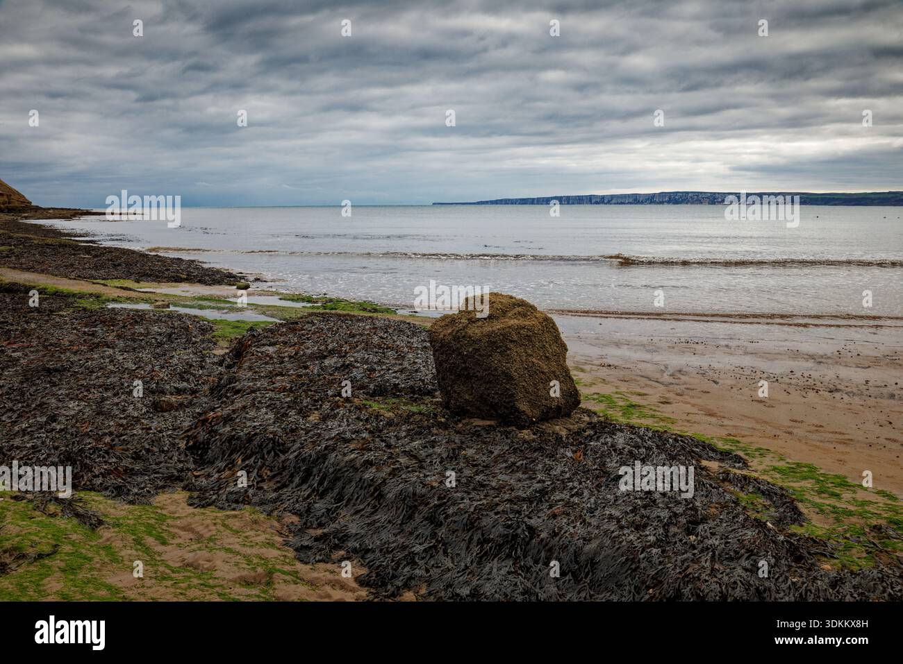 Ein einsamer Felsbrocken liegt auf Meeresalgen übersäten Felsen an einem Sandstrand unter weichen, abfallenden Klippen mit ruhigem Meer, Filey, North Yorkshire, England. Stockfoto