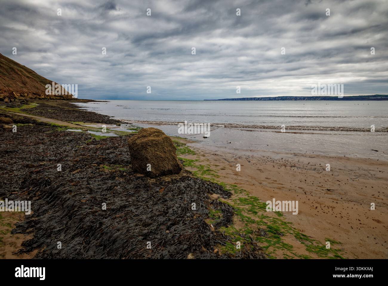 Ein einsamer Felsbrocken liegt auf Meeresalgen übersäten Felsen an einem Sandstrand unter weichen, abfallenden Klippen mit ruhigem Meer, Filey, North Yorkshire, England. Stockfoto