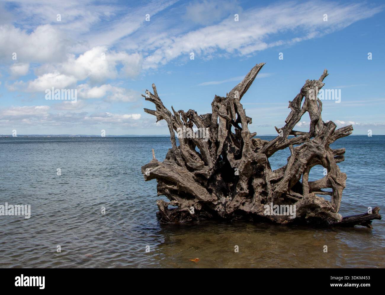 Die Wurzeln eines umgestürzten Baumes ragen an einem einsamen Strand aus dem Meer. Es ist Sommer und es gibt einen klaren Himmel mit kleinen Wolken und ruhigem Meer. Stockfoto