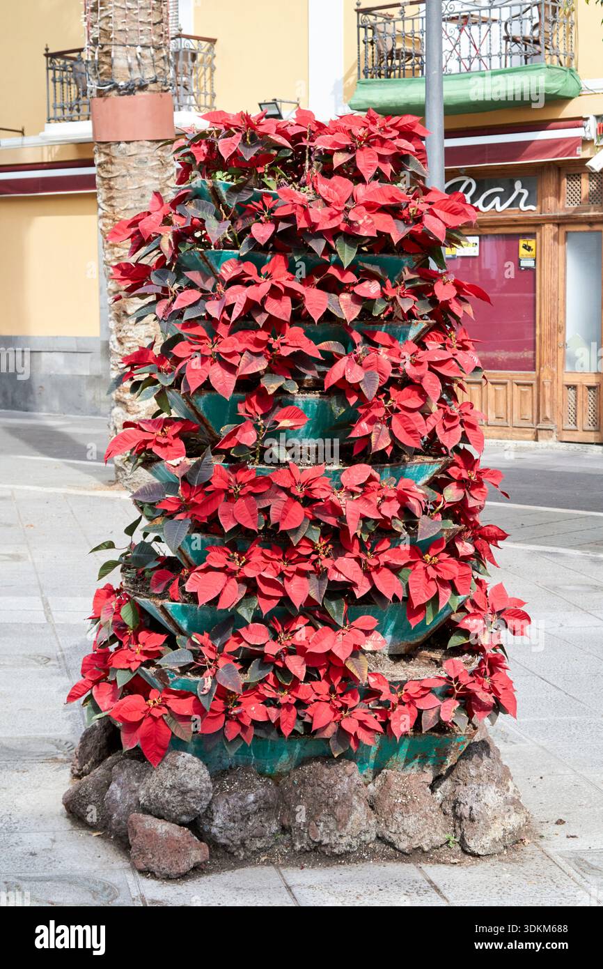 Weihnachtsstern kanaren -Fotos und -Bildmaterial in hoher Auflsung  Alamy