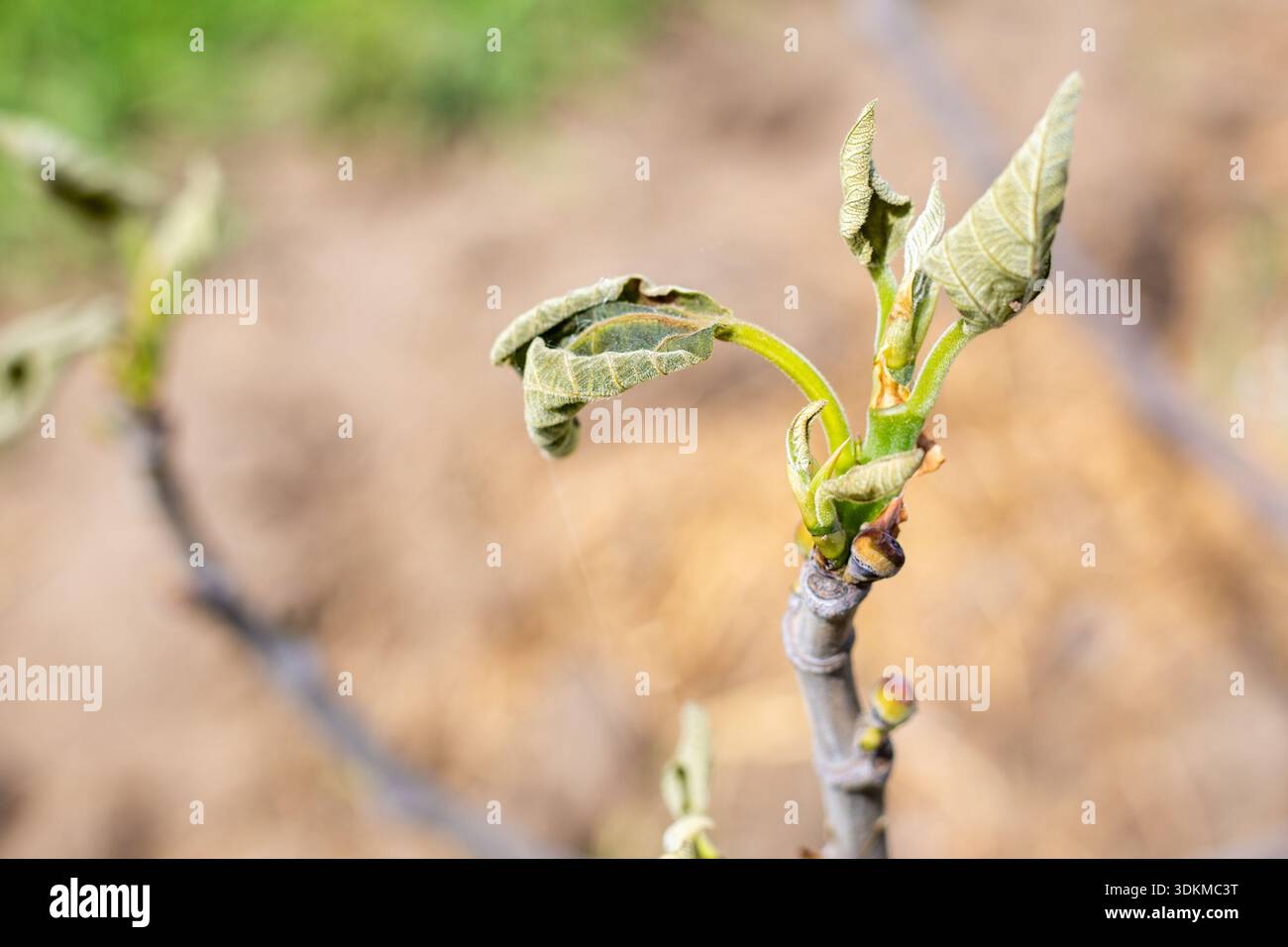 Im frühen Frühjahr erscheinen frische grüne Triebe und Blätter auf einem jungen Feigenbaum, der von Frost gerollt ist. Stockfoto
