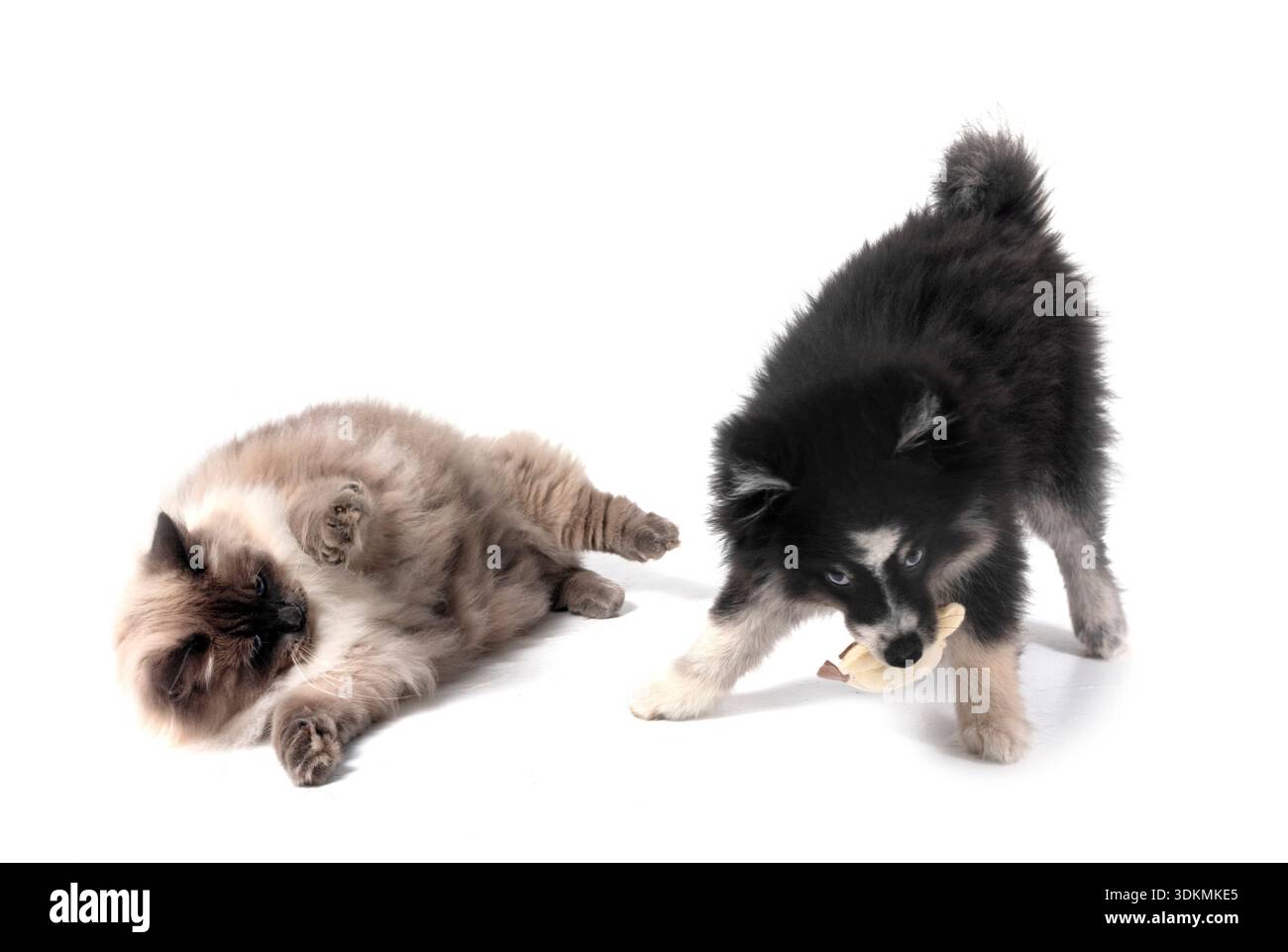 Bild einer pompösen und sibirischen Katze vor weißem Hintergrund Stockfoto
