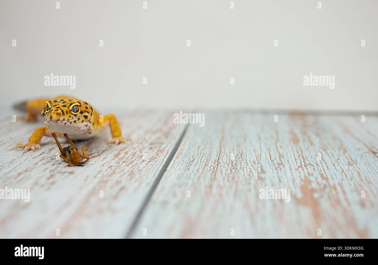 Leopardengecko mit markanten Markierungen auf einer Holzoberfläche, kleines Insekt in der Nähe Stockfoto