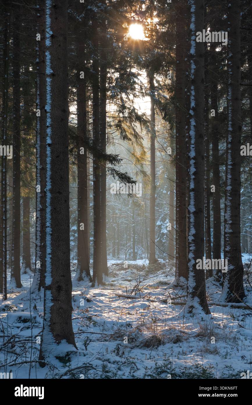 Sonnenaufgang wirft goldene Lichtpunkte und Schatten auf Baumstämme und Schnee Stockfoto