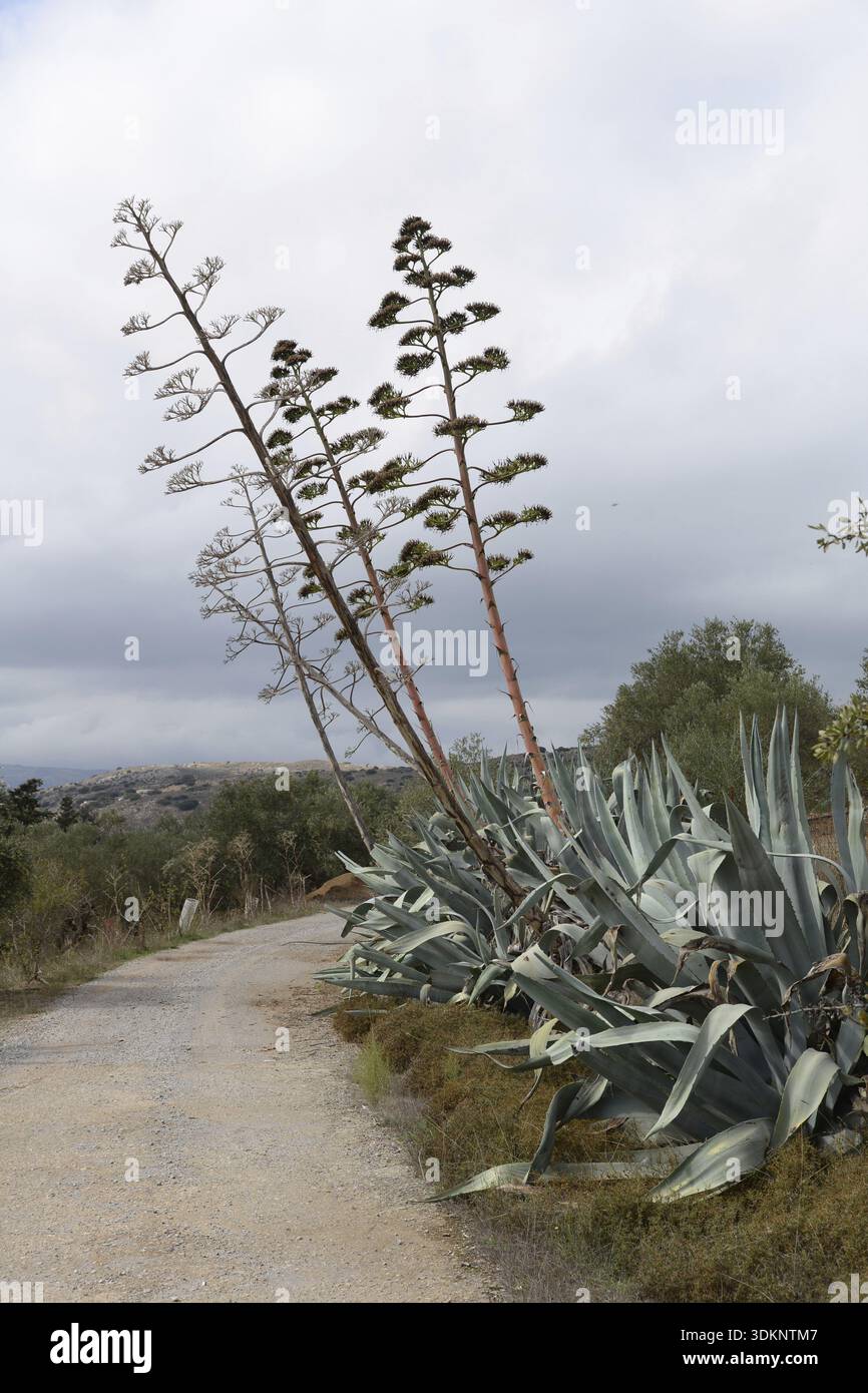 Blhende Agave auf Kreta in Griechenland, Europa Stockfotografie - Alamy