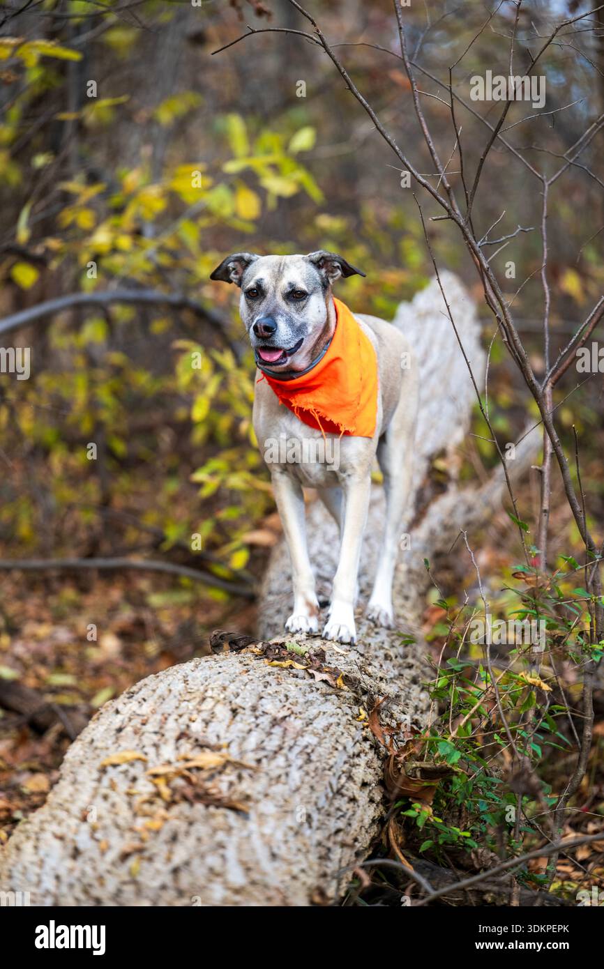 Ein gemischter Hund läuft im Herbst auf einem bewaldeten Zug entlang. Stockfoto
