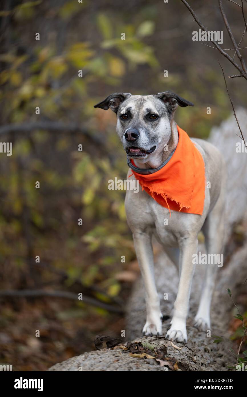 Ein gemischter Hund läuft im Herbst auf einem bewaldeten Zug entlang. Stockfoto