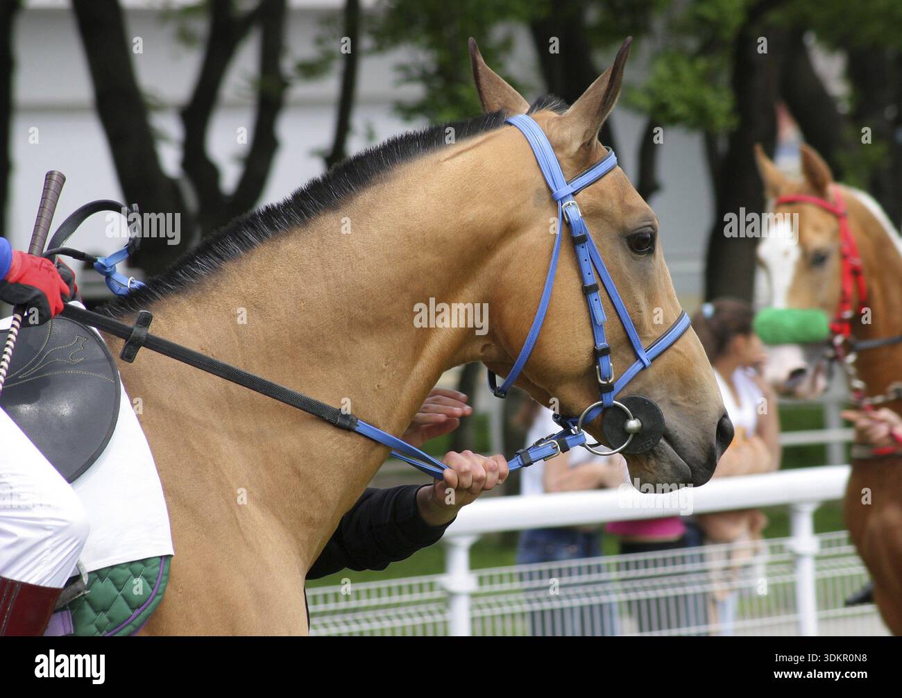 Rosshengstporträt von kastanienakhal-teke Stockfoto