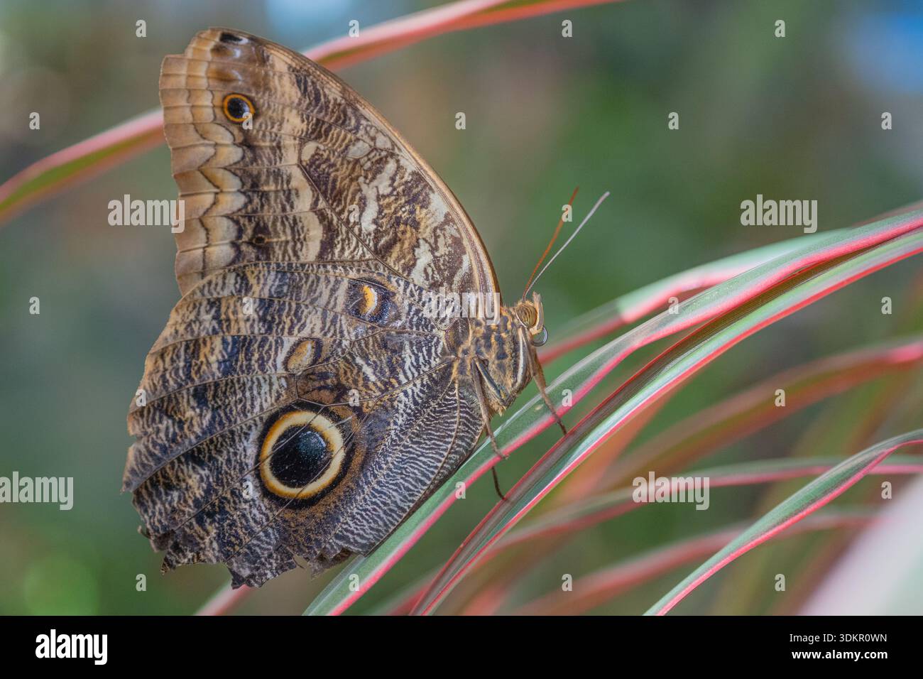 Nahaufnahme des Morpho-Schmetterlings (Morpho peleides), der auf einem Blatt im Schmetterlingsatrium thront Stockfoto