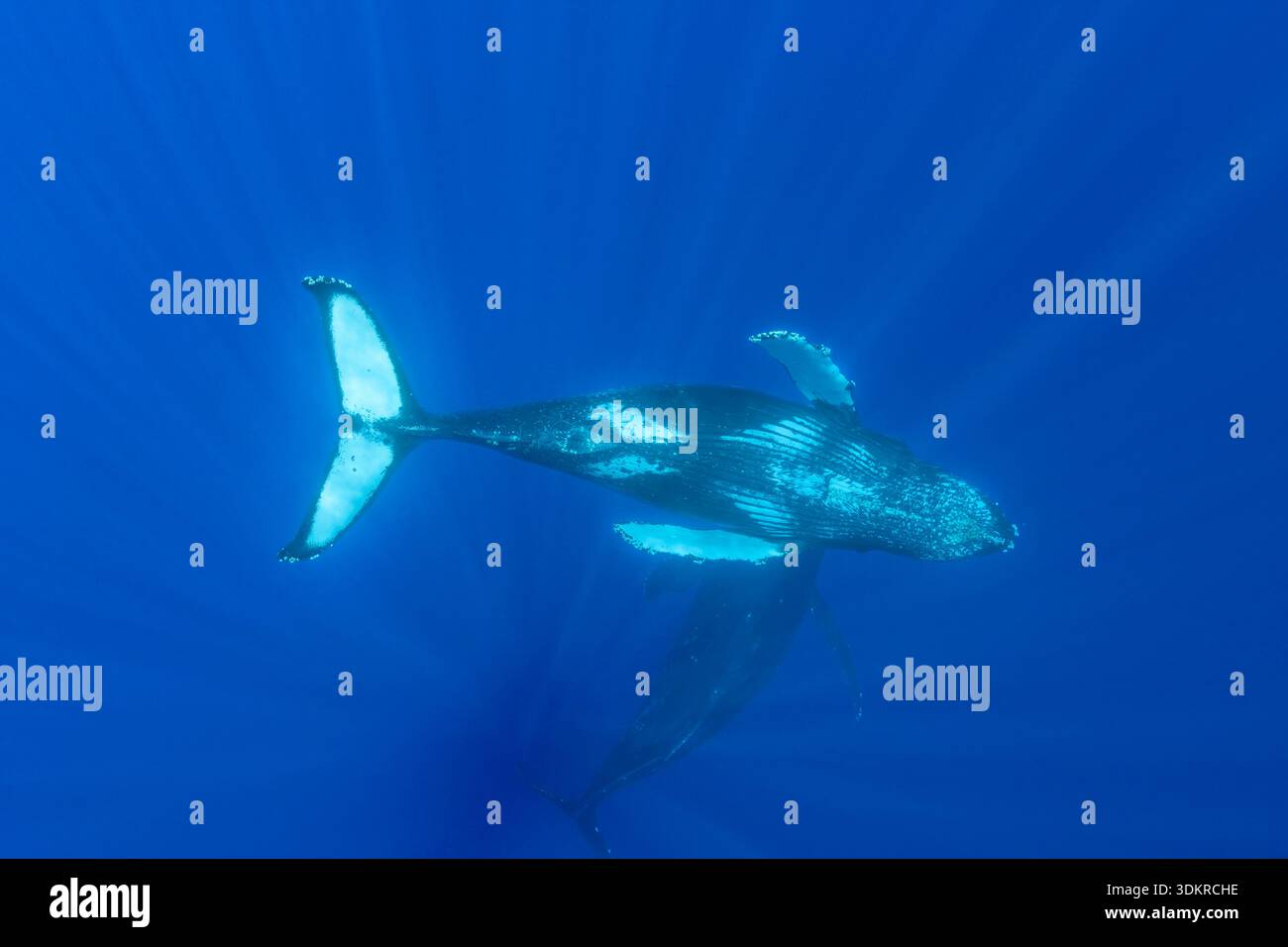 Buckelwale, Megaptera novaeangliae, Unterwasser, Hawaii. Stockfoto