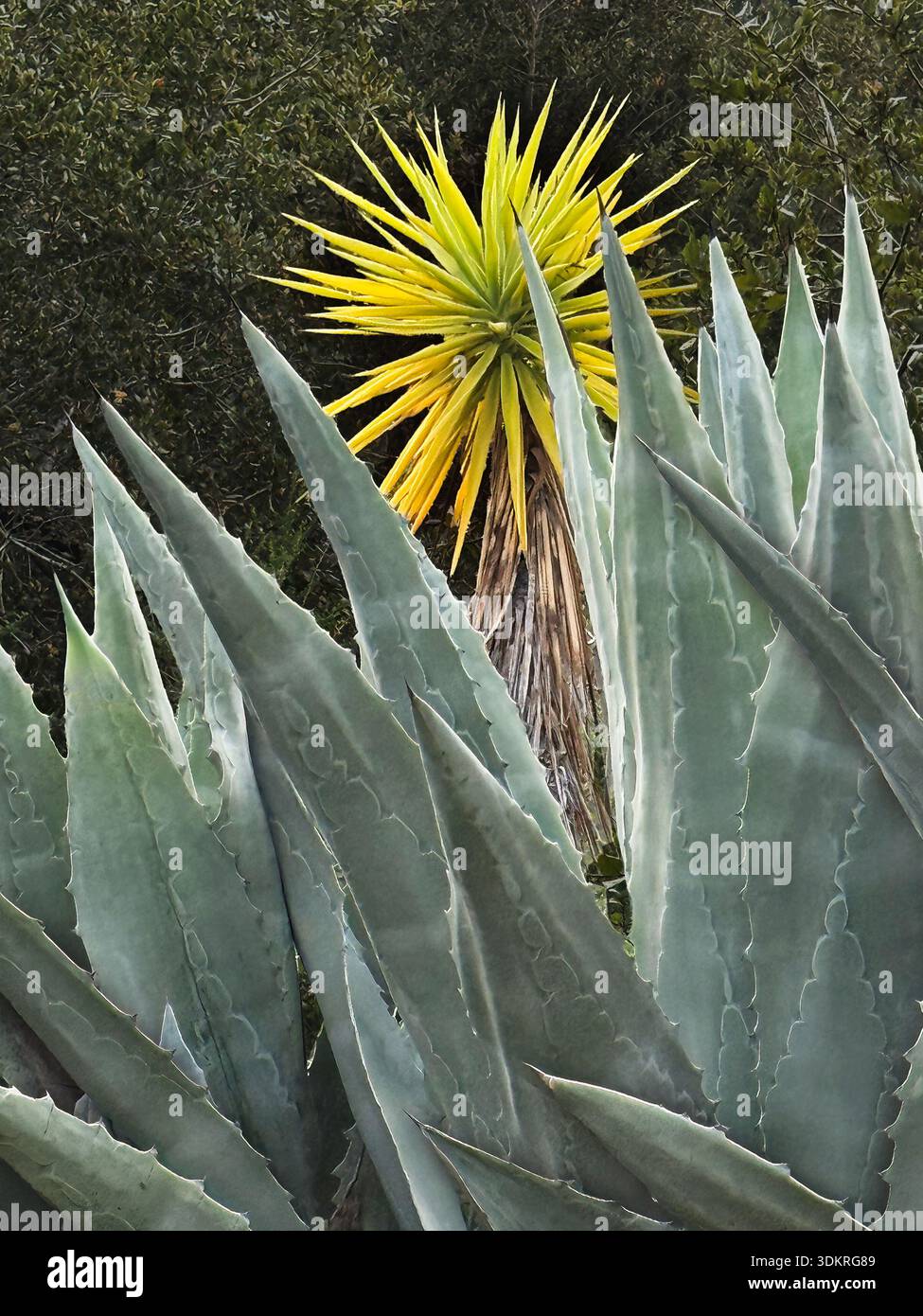 bogenhanf sansevieria Sansevieria Trifasciata 'Grey Stripe' (Bogenhanf) – Foliage Dreams main image 0