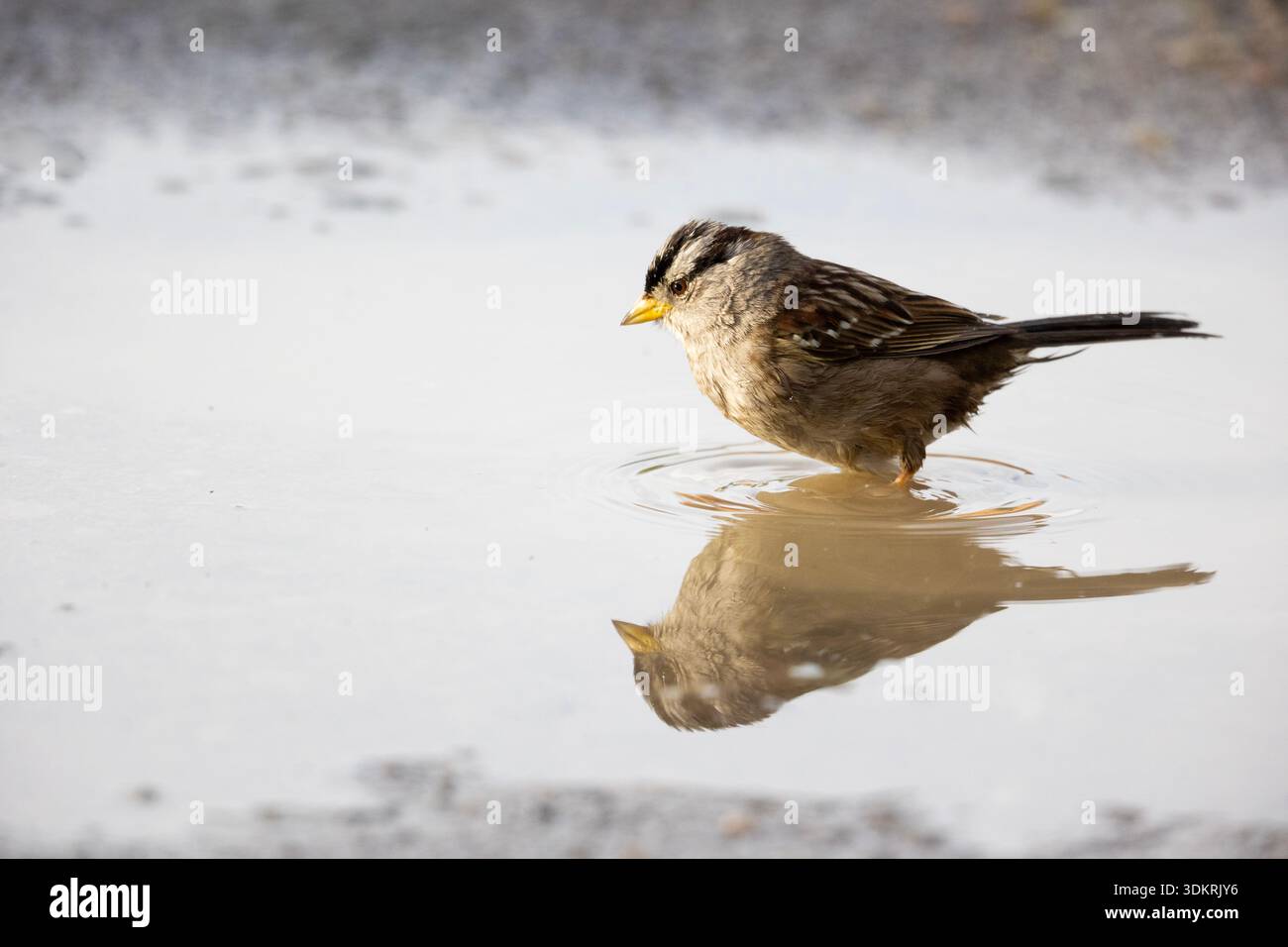 Weißer gekrönter Sparrow, der in Puddle mit Reflexion steht Stockfoto