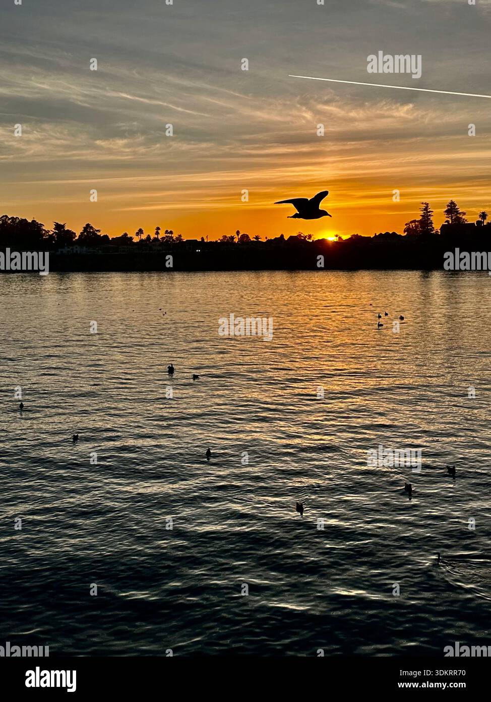 Seagull Silhouette fliegt über den Ozean bei Sonnenuntergang - Smartphone-aufgenommenes Stockfoto