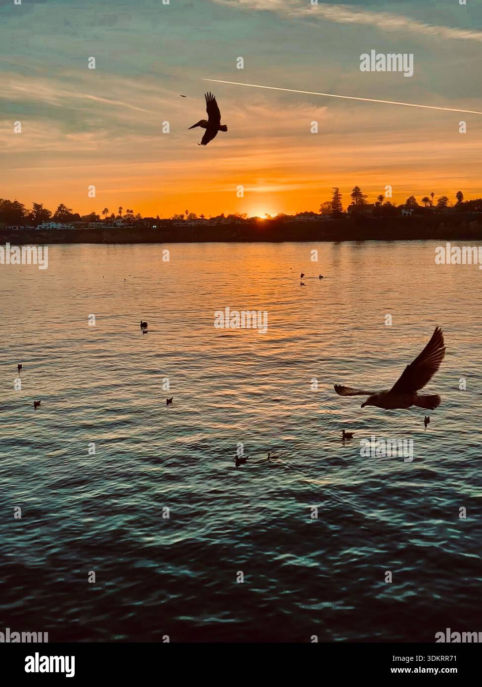 Seagull Silhouette fliegt über den Ozean bei Sonnenuntergang - Smartphone-aufgenommenes Stockfoto