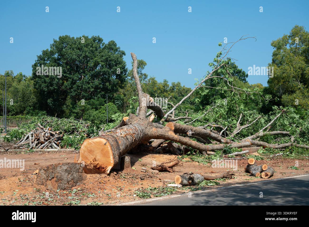 AUROVILLE, INDIEN - Oktober 2025 - ein weiterer gefällter Baum zur Entwicklung der Stadt. Stockfoto