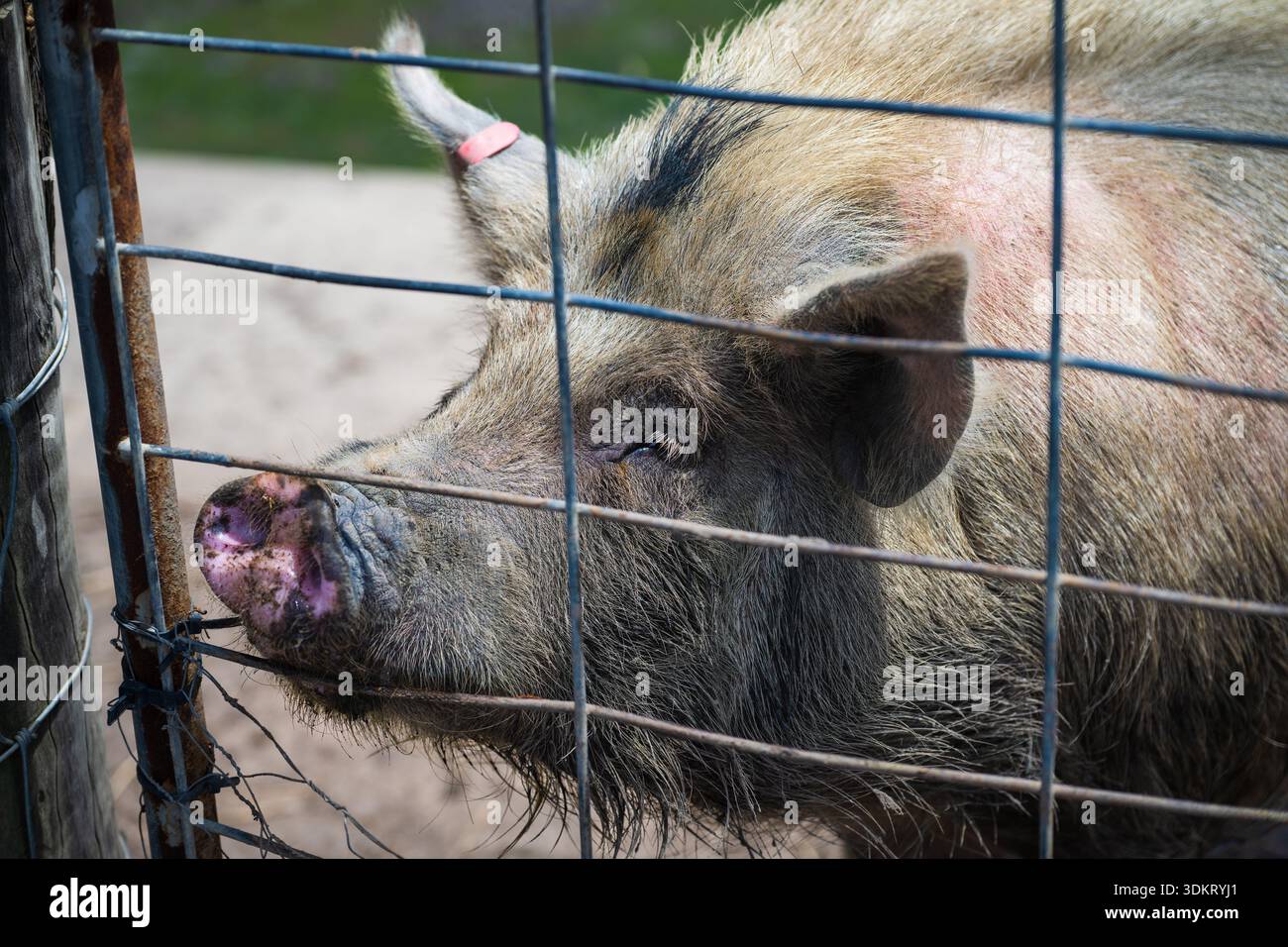 Schwein hinter einem Tor auf einem Bauernhof, Tier auf dem Bauernhof Stockfoto
